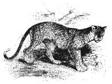 Leopard (Felis leopardus) Heb. NaMeR (Jer.5.6, 13.23, Hos.13.7, Hab.1.8, Is.11).